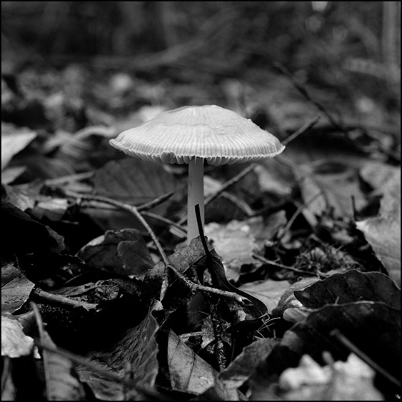 amanita fulva